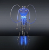 21coralica - meduse design